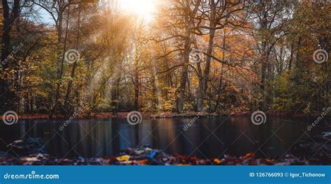 Autumn Sun Rays Sunbeam Appear Trought The Beautiful Tree Branches And