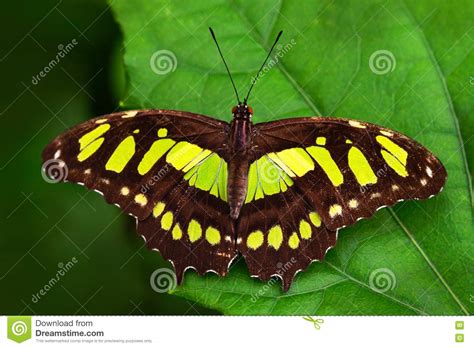 Beautiful Butterfly Metamorpha Stelenes In Nature Habitat