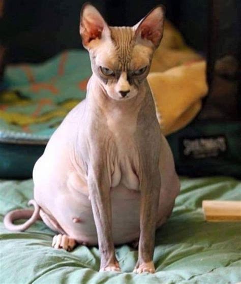 How 24 Animals Look Before Giving Birth Cute Hairless Cat Cute Cats