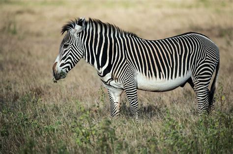 Kenyans Go Hi Tech To Save Endangered Grevys Zebra The Independent