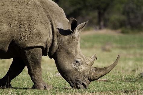 Here are the top 11 animals. Africa's Top 10 Safari Animals and Where to See Them