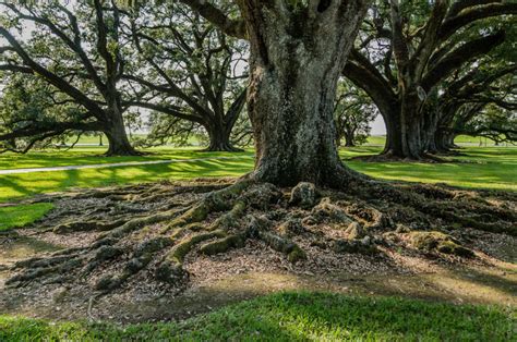 Old River Oaks Dee Zunker Photography