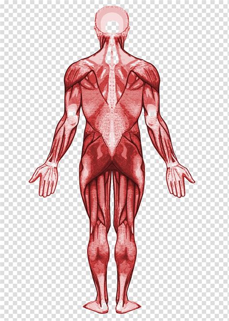 Clipart Human Anatomy 10 Free Cliparts Download Images On Clipground 2021