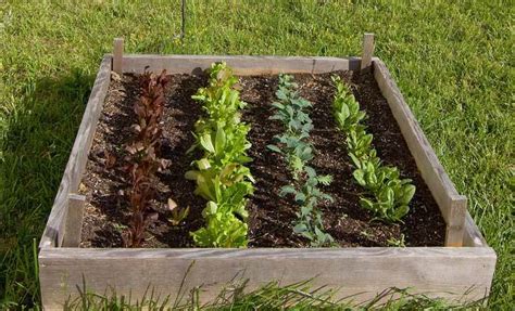 Before vines begin to run, mulch soil. Ready, set...spinach! | NCPR News