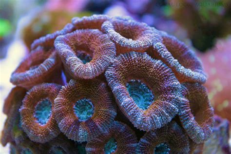 Long Polyp Stony Corals Jacksonville Fl