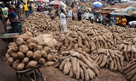 Nigeria Is The World’s Biggest Producer Of Yams