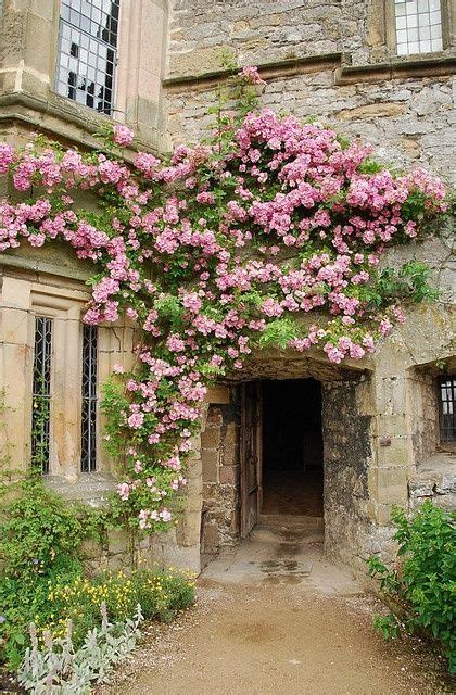 Pin By Reagan Karwisch On Home Climbing Roses Cottage Garden