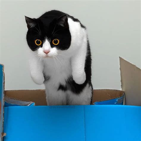 Psbattle This Cat Jumping Out Of A Box Photoshopbattles