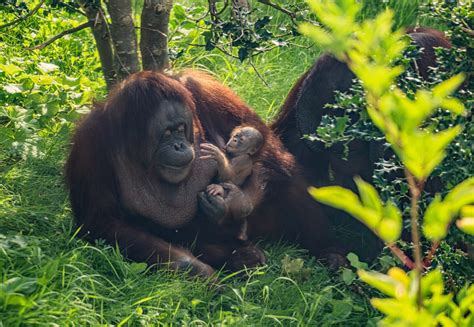 A Critically Endangered Bornean Orangutan Has Just Been Born At Chester Zoo