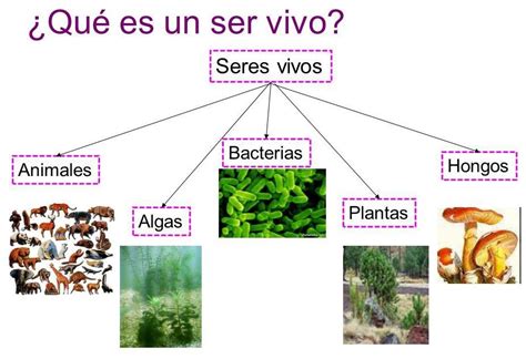 Cual Es El Principal Elemento Presente En Los Seres Vivos Brainlylat