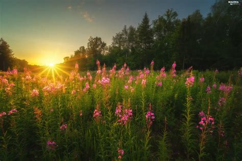 Trees Flowers Sunrise Lythrum Salicaria Meadow Viewes Rays Of The