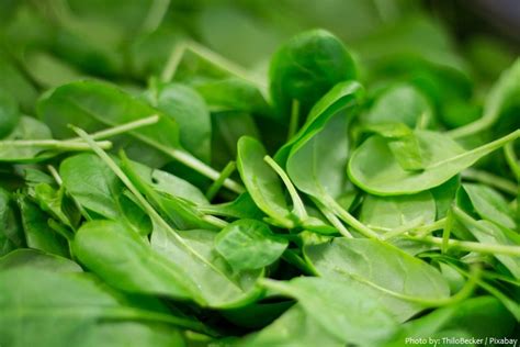 Interesting Facts About Spinach Just Fun Facts