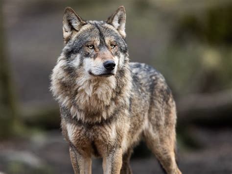 California Is Tracking The Journey Of A Newly Collared Gray Wolf Los