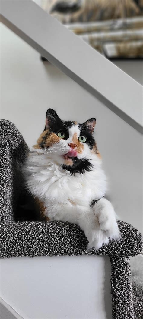 My Cat Mrs Featherbottom Giving You All A Little Blep Of Happiness