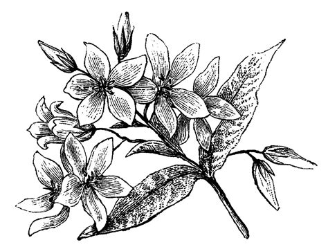 Digital Stamp Design Old Flower Botanical Art Illustrations Wildflower