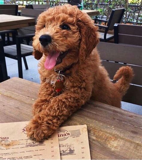 Here we'll look at all the popular curly haired breeds available. I'm an adorable curly haired pup. Stop reading that ...