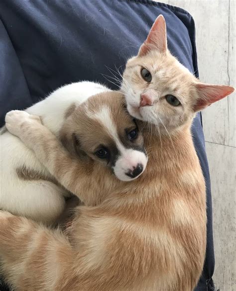 This Cat Adopted A Puppy Raww