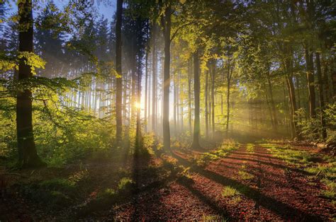 Forest Morning Light Wallpapers Wallpaper Cave
