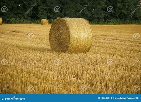Harvest Crop Harvesting Haylage Rolled On Cut Grass Fodder Hay Bale Dry