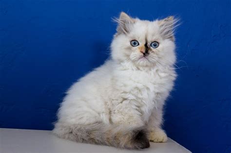 Registered bengals breeder that sale top quality kittens in ontario and worldwide. Ragdoll Kittens for Sale Near Me | Buy Ragdoll Kitten ...