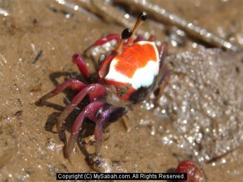 Borneo Fiddler Crabs Sabah Malaysiafiddler Crab Dsc00017