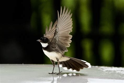 The Malaysian Pied Fantail Rhipidura Javanica Dr Doughlittle