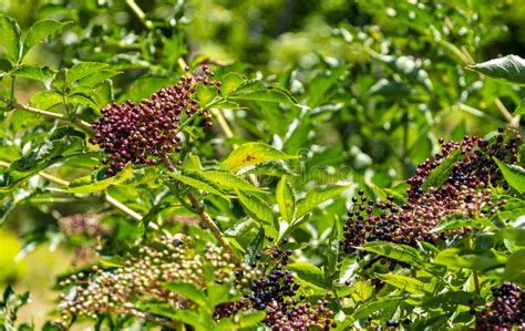 Plant Elderberry Fruit Stock Photo Image Of Ripe Season 156363168