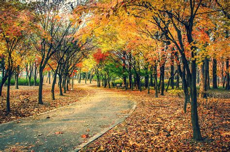 Autumn Fall Landscape Nature Tree Forest Leaf Leaves Path Trail Road Wallpapers Hd