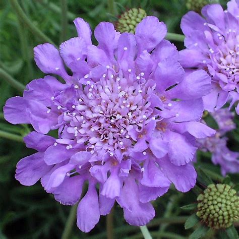 Buy Pincushion Flower Scabiosa Butterfly Blue