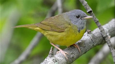 Mourning Warbler Bird Sound Video Bird Songs Eastern North America