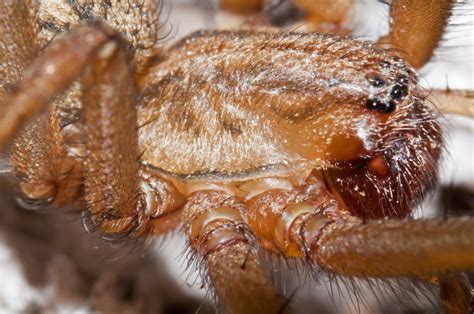 Bugs Of Mackie Hobo Spider Tegenaria Agrestis