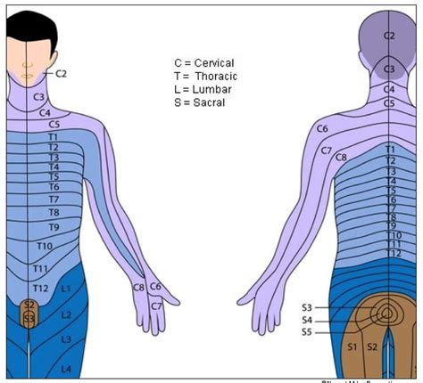 Upper Extremity Dermatome Keypoints Dermatomes Chart And Map