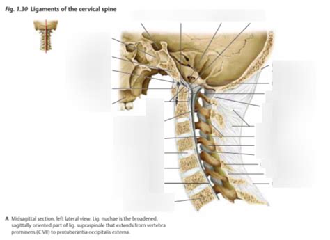 Anatomi Ligament Cervical Spine Left Lateral View Diagram Quizlet