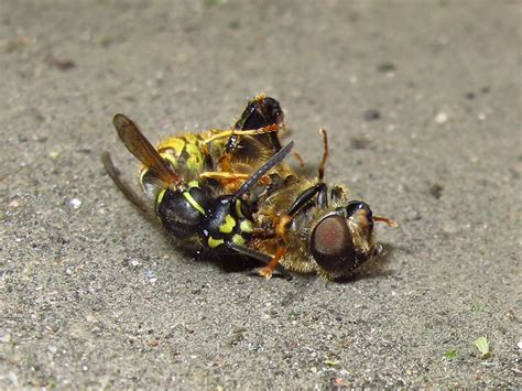 Bugblog Hunting Wasps