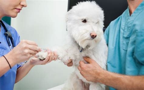 Transfusión De Sangre En Perros Mascota Y Salud