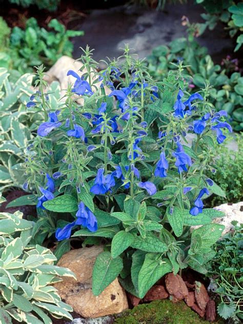 10 Bonny Blue Plants And Flowers Hgtv
