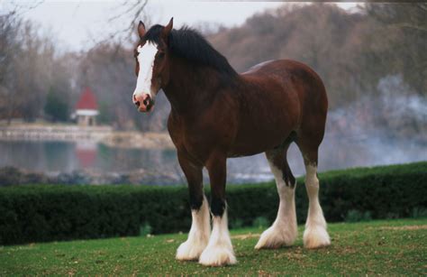 Clydesdale Horses Wallpaper 49 Images