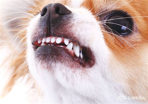 Cómo Saber Si Un Perro Tiene La Rabia Síntomas Y Cómo Barkibu Us