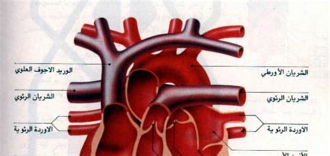 اسماء شرايين القلب الرئيسية