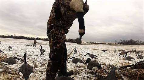 Goose Hunting 2013 Youtube