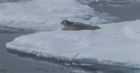 Arctic Marine Life Negatively Affected By Warmer Climate