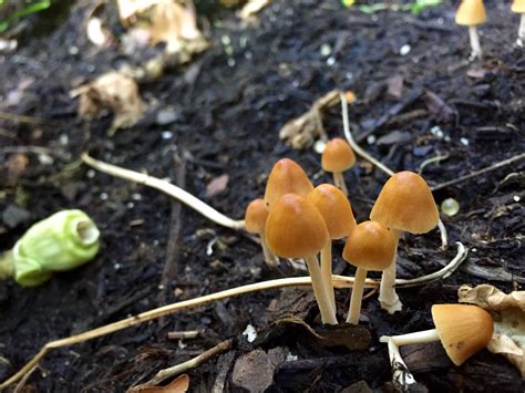 Help Identifying Mushrooms Found In Garden Mushroom Hunting And