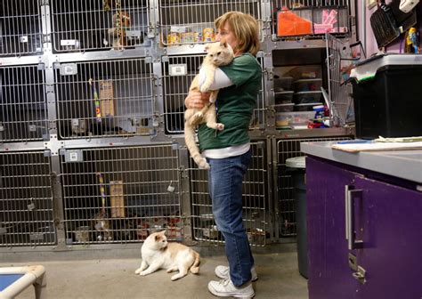 Santa Clara County Plans Modern No Kill Animal Shelter
