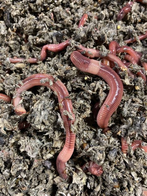 African Night Crawler Vs Earthworm