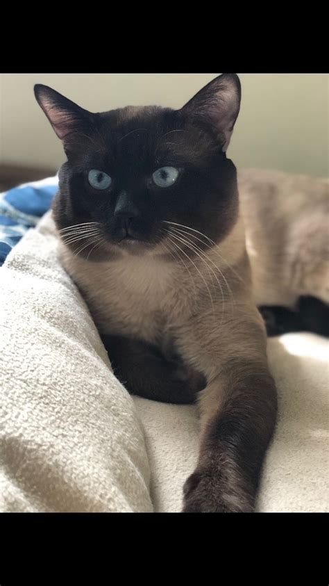 Siamese and balinese breeder for over 25 years. Siamese Cats For Sale | Battle Creek, MI #282493 | Petzlover