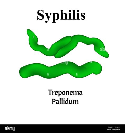 Syphilis Treponema Pallidum Spirochaetaceae Bakterielle Infektionen