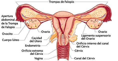 Partes Del Aparato Reproductor Femenino Imagenes Full Version