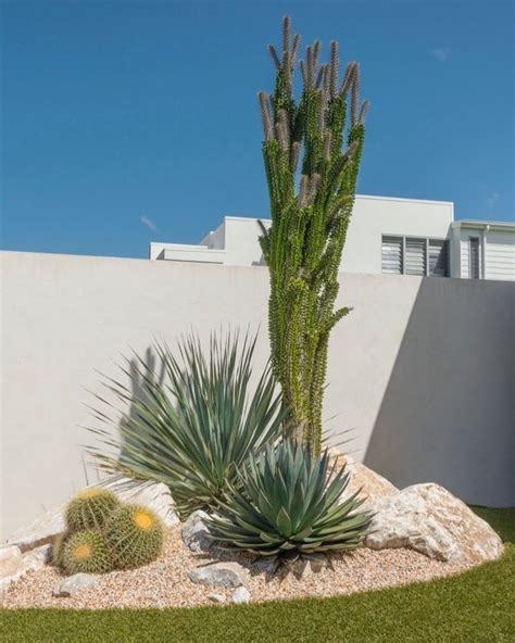 Architectural By Nature Australias Premier Grower Ofadvanced Cacti