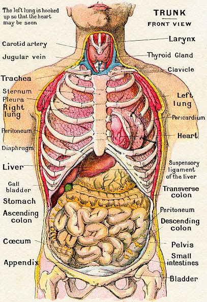 Healthcare And Medicine Pictures And Photos Human Anatomy Picture