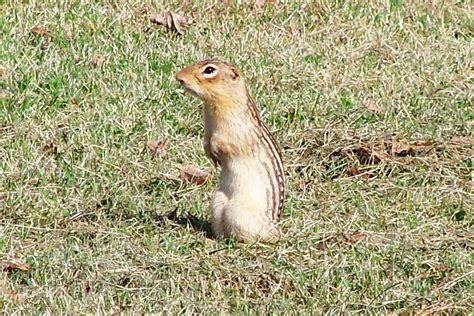 Serendipity Lets Go Gopheringimages Of A 13 Lined Ground Squirrel